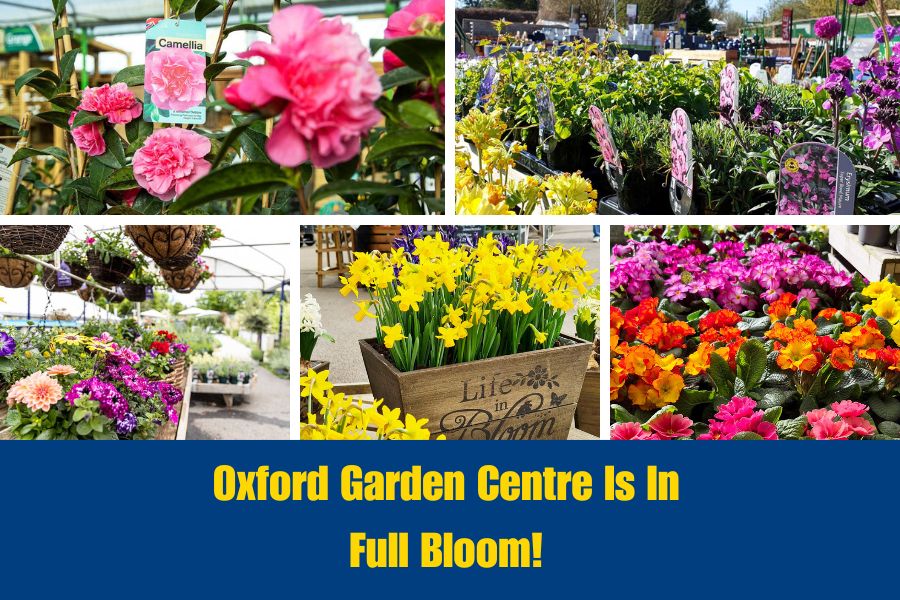 Colourful plant displays at Oxford Garden Centre
