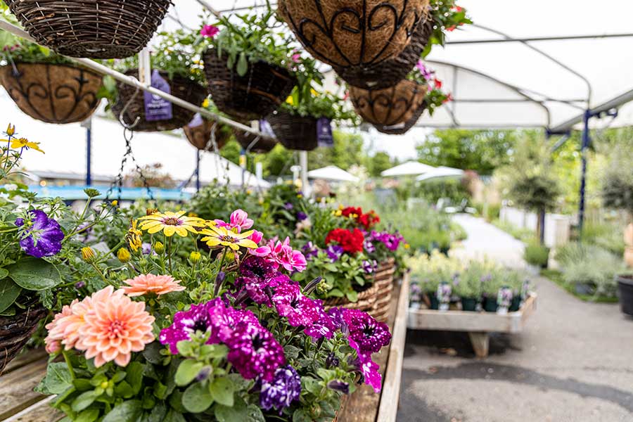 A colourful display of plants on display at Oxford Garden Centre