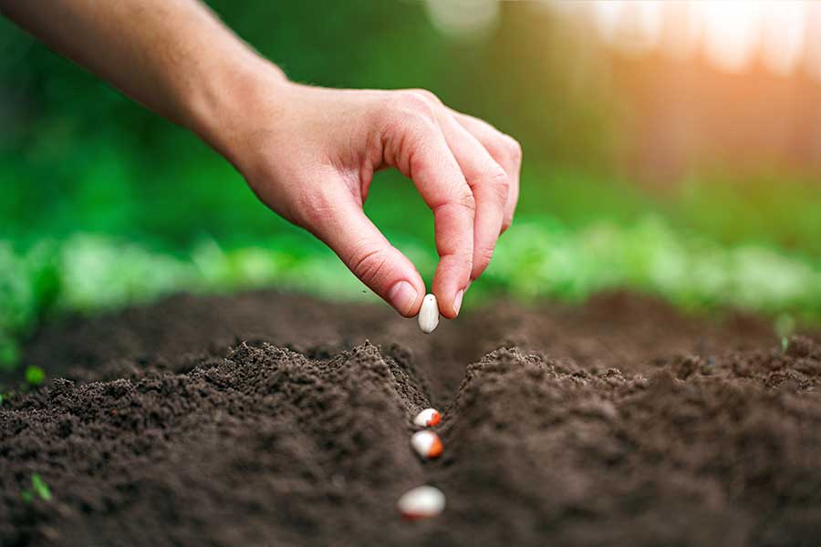 Planting vegetable seeds with plenty of space between them