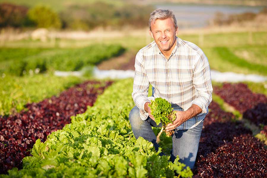 Man planting veg