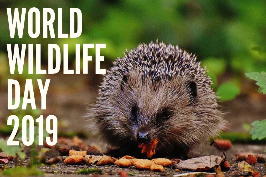 World wildlife day 2019