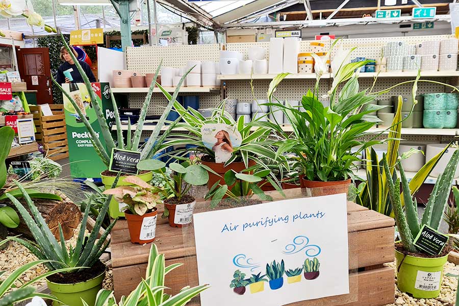 Air purifying house plants on display at Oxford Garden Centre