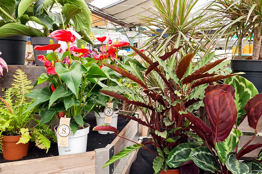 A colourful selection of House Plants on display at Oxford Garden Centre