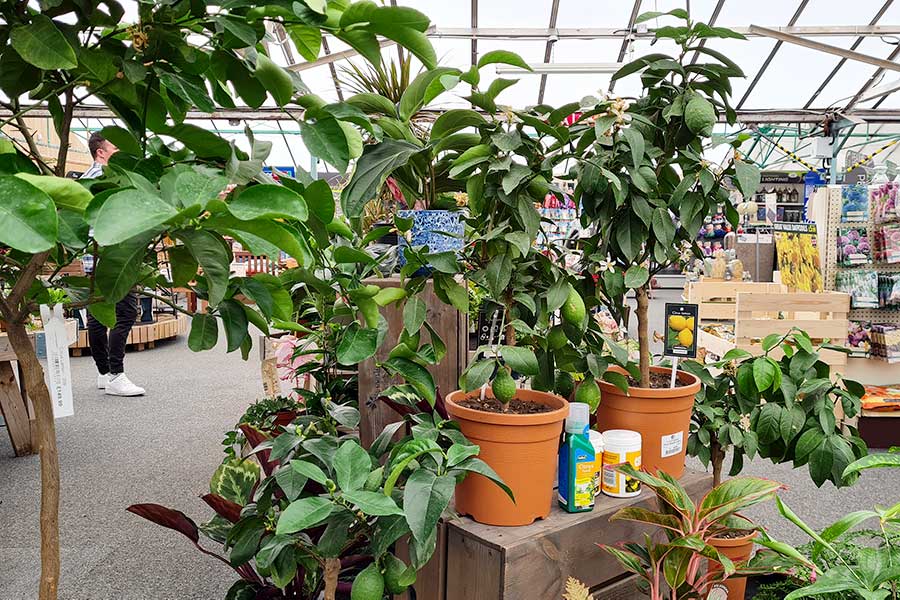 A selection of house plants at Oxford Garden Centre