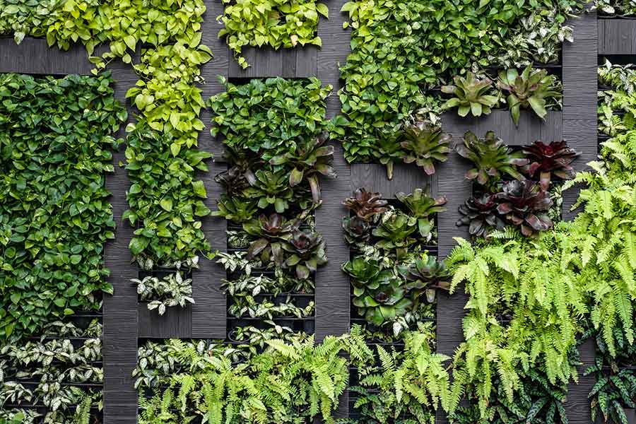 Living walls