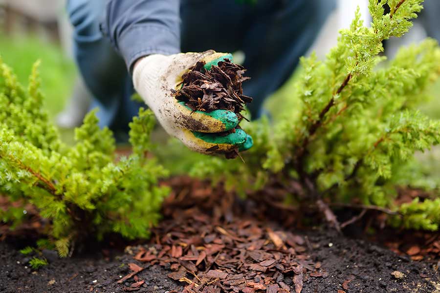 Gardener applying mulch to flower beds and borders