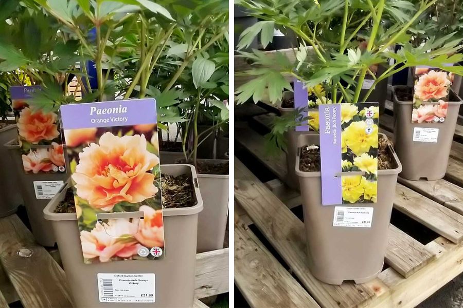 Orange Victory and Bartzell yellow Itoh peonies on display at Oxford Garden Centre