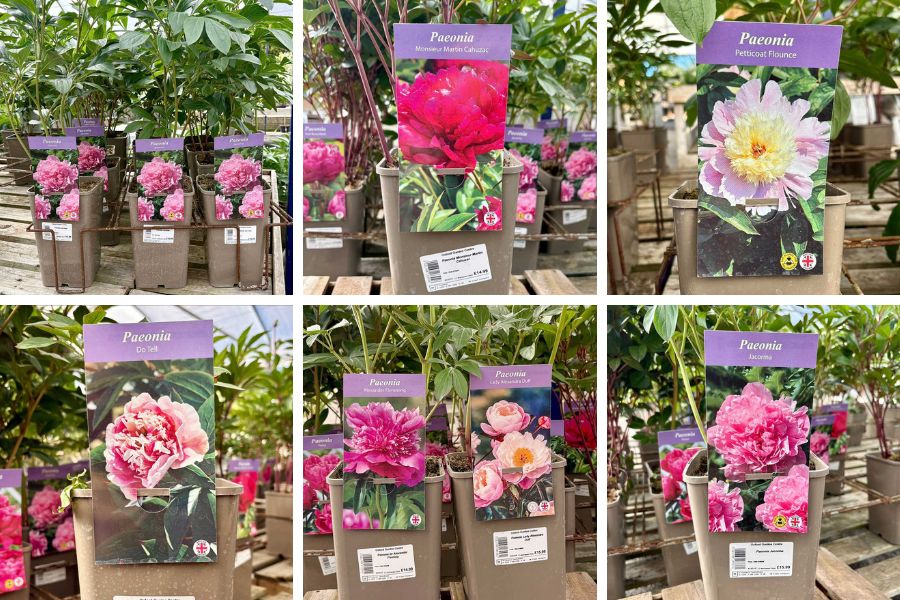 Image showing a selection of perennial peony varieties on display at Oxford Garden Cnetre