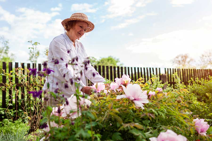 Lady caring for her peony plants in a sunny British garden
