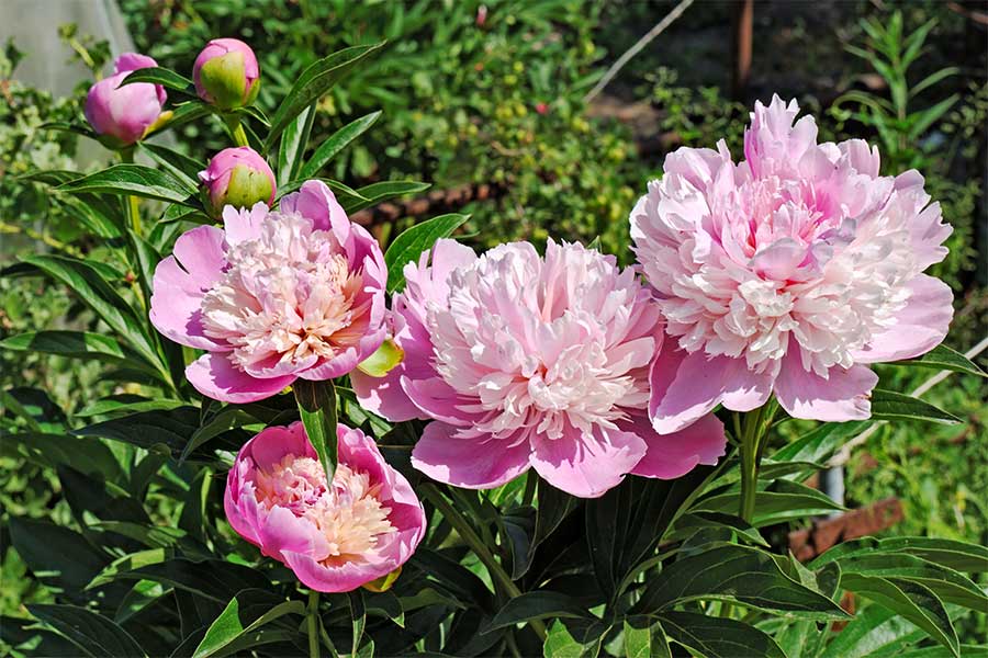 Peonies like this lovely pink variety should be planted in a sunny part of a garden