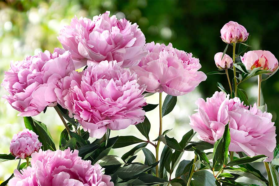 Peony with large pink flowers planted in a sunny British garden