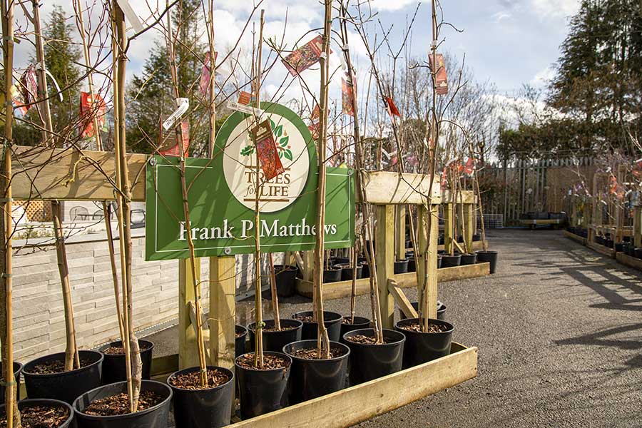 A selection of trees for sale at Oxford Garden centre