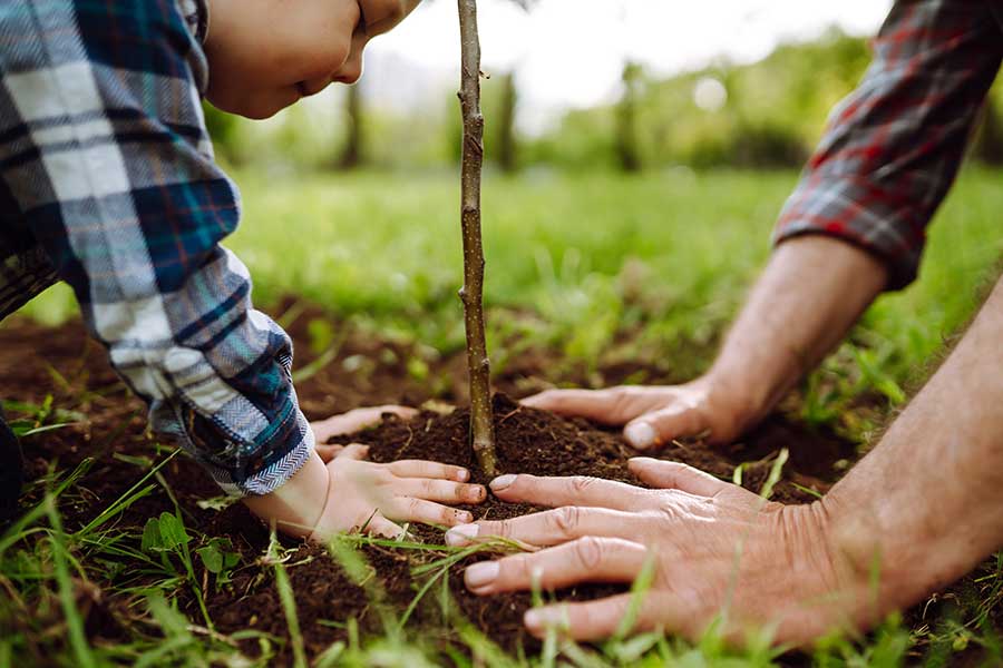 Father and young son planting a tree in their garden