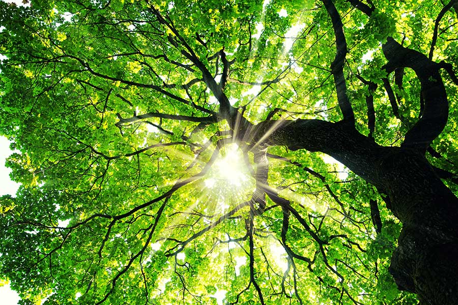 Lush green tree canopy