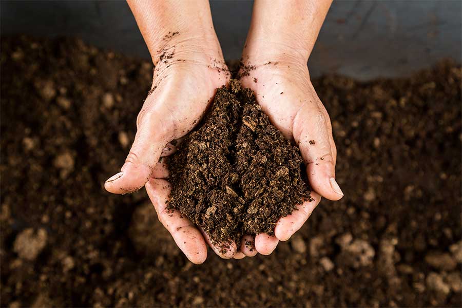 Adding compost to flowerbeds to improve health and drought tolerance 