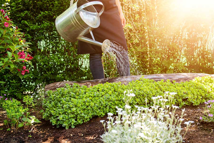 Using a watering can to save water in the garden