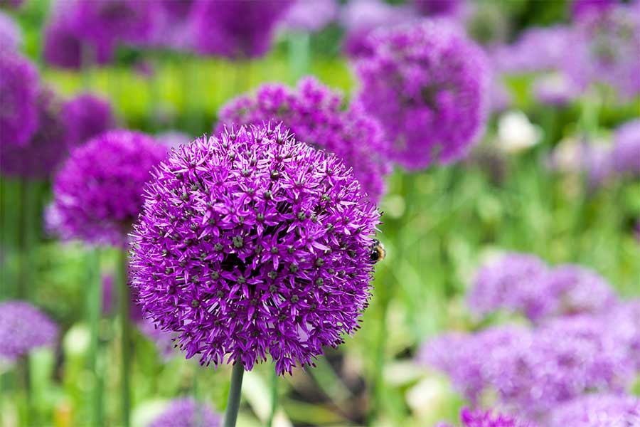 Striking purple Alliums flowering in a garden setting