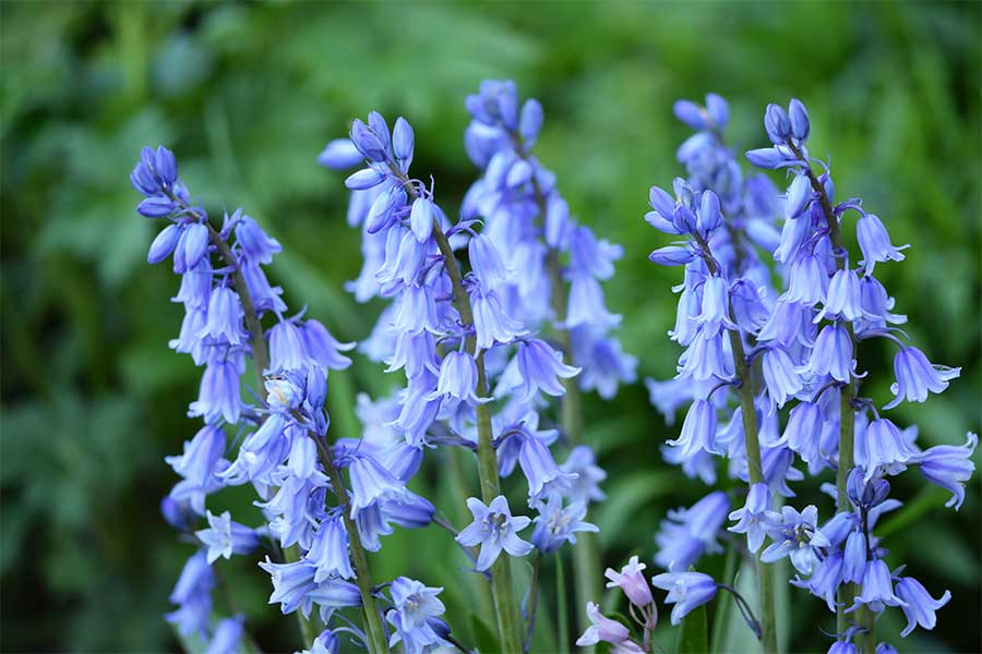 Lovely Bluebells flowering in a spring garden