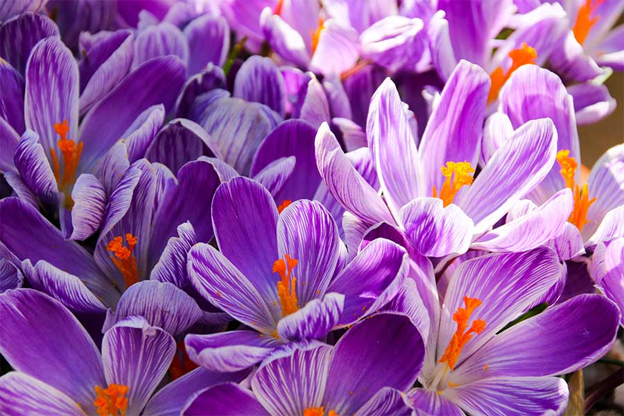 Bright purple Crocuses