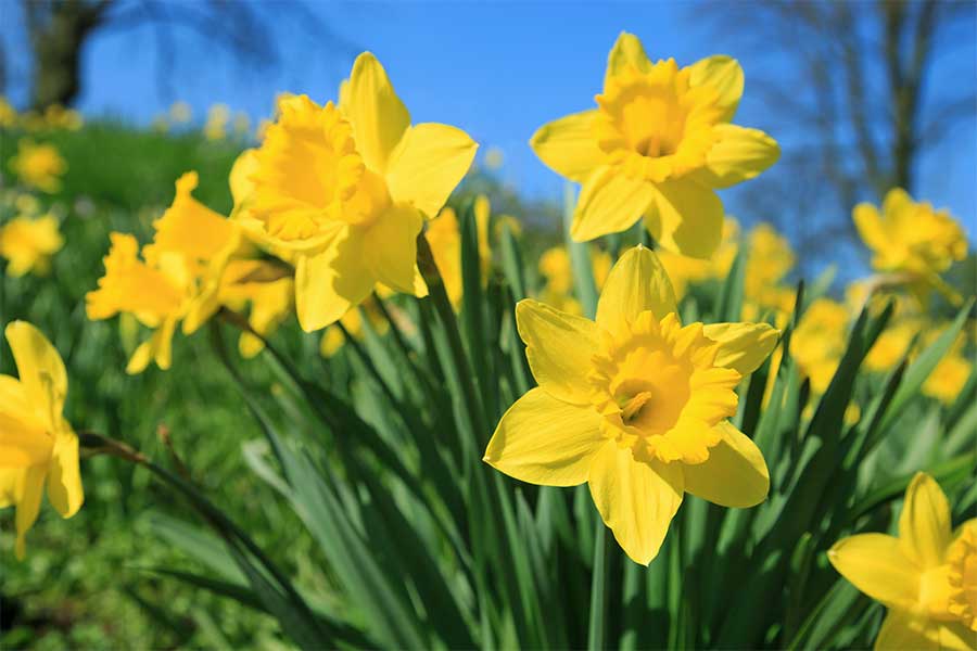 Bright yellow daffodils in an English garden
