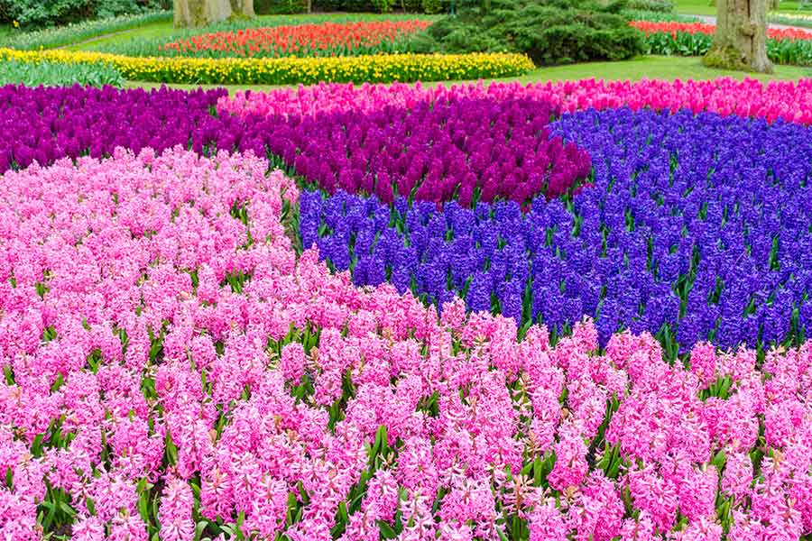Lovely vibrant display of Hyacinths in various colours in a lovely garden setting