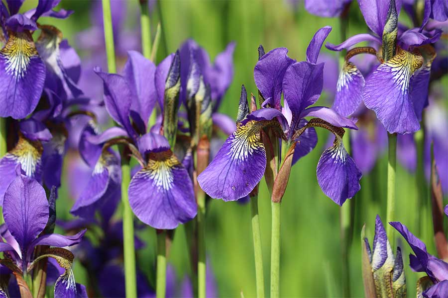 Purple flowering Irises