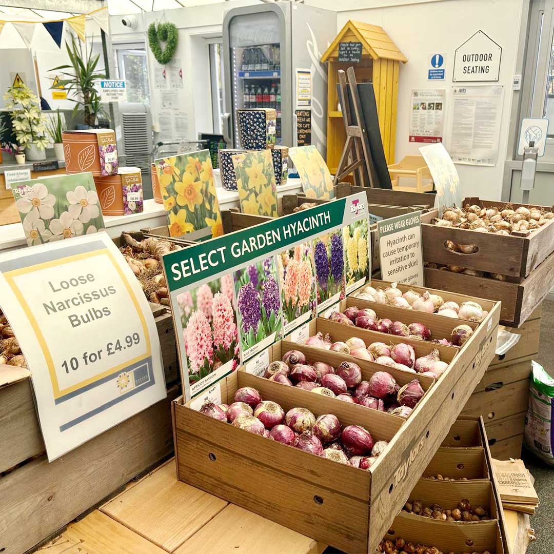 A selection of loose spring bulbs on display at Oxford Garden Centre