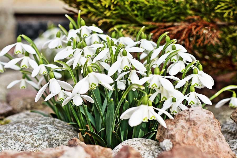White Snowdrops in a garden rockery