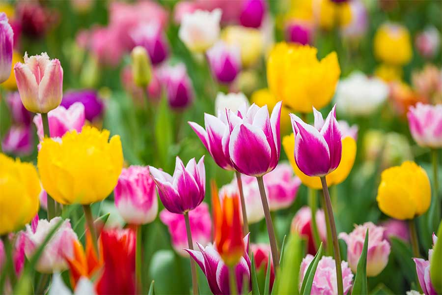 Tulip spring bulbs blooming in a variety of colours in a garden