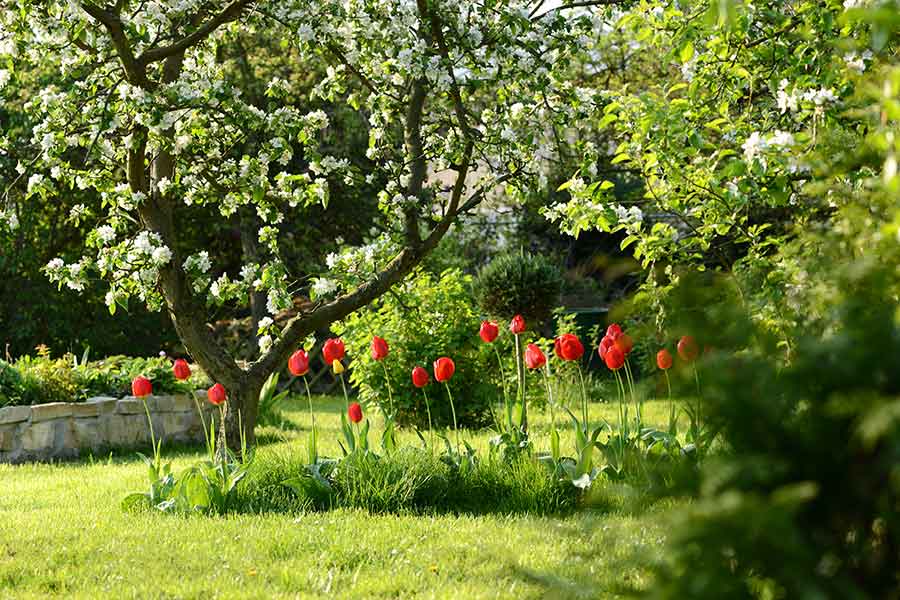 Garden plants and trees