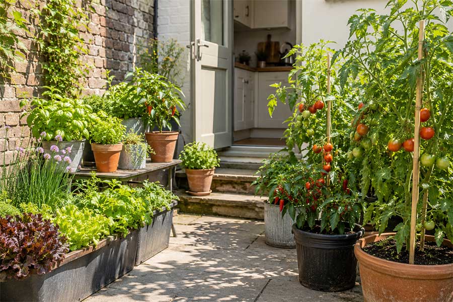 A selection of vegetables grown in pots in a small courtyard garden