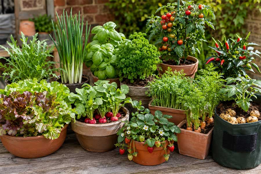A selection of vegetables being grown in different types of pots and planters