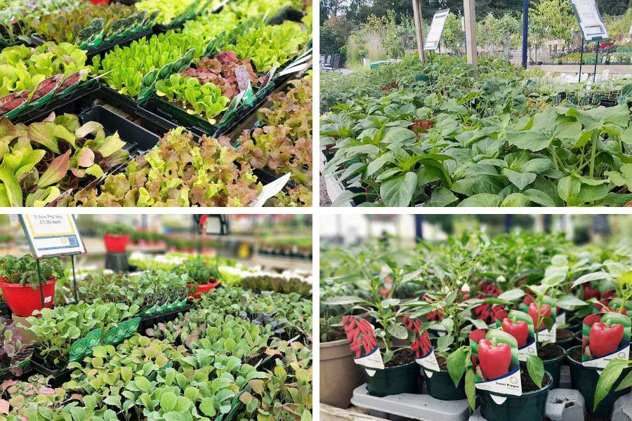 A large selection of plug vegetable plants on display at Oxford Garden Centre