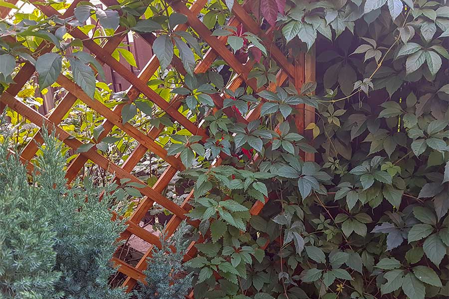 Trellis providing support for plants and acting as a windbreak 