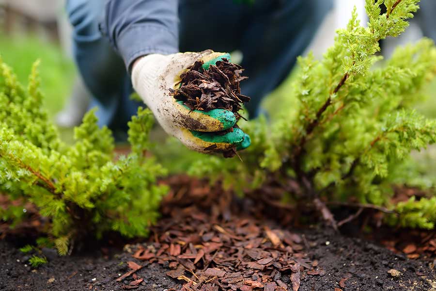 Applying mulch around the base of a shrub to protect it from wet winter weather