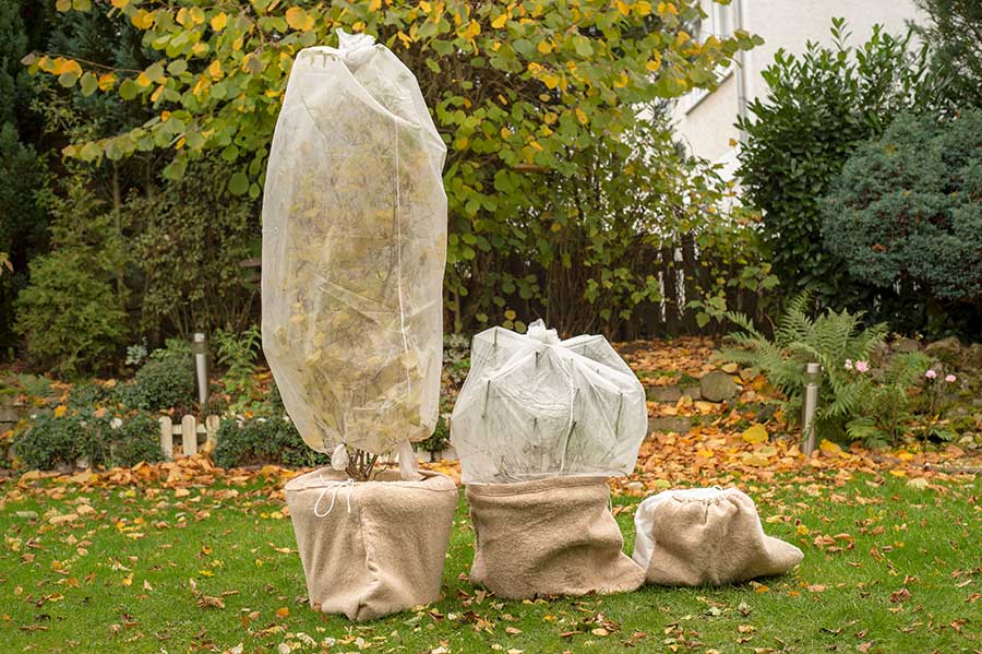 Large plants in pots protected from winter winds with plant fleece 