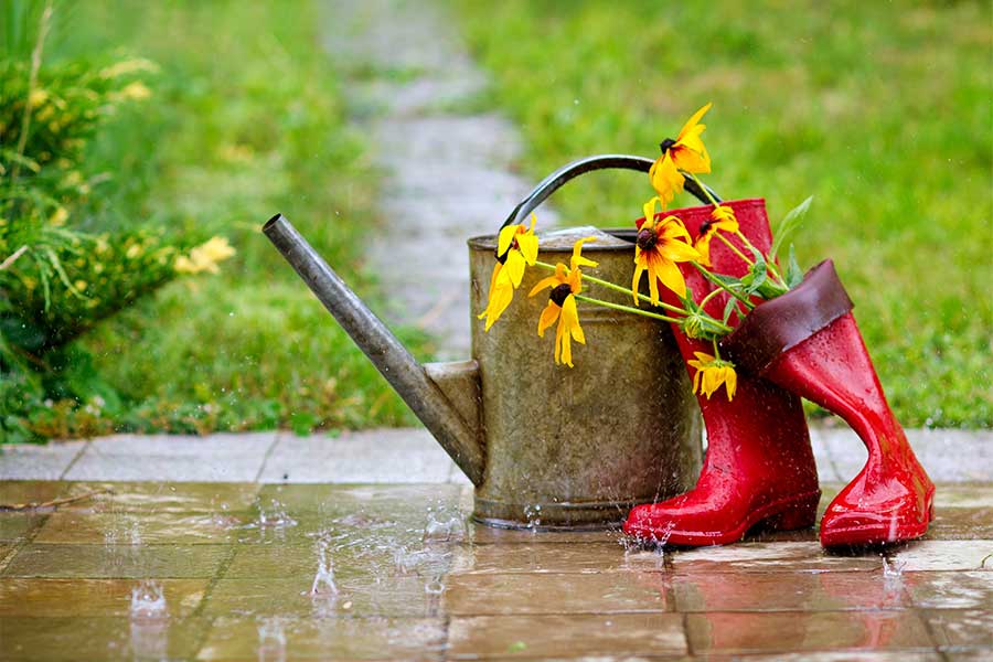 A wet and windy winter garden in the rain