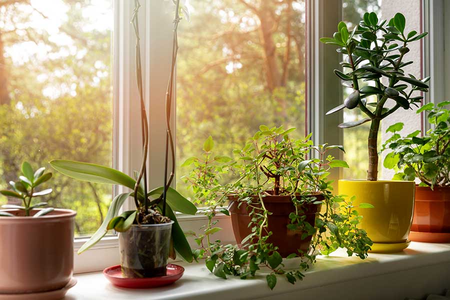 Spruce Up Your Home With Our Range of Houseplants